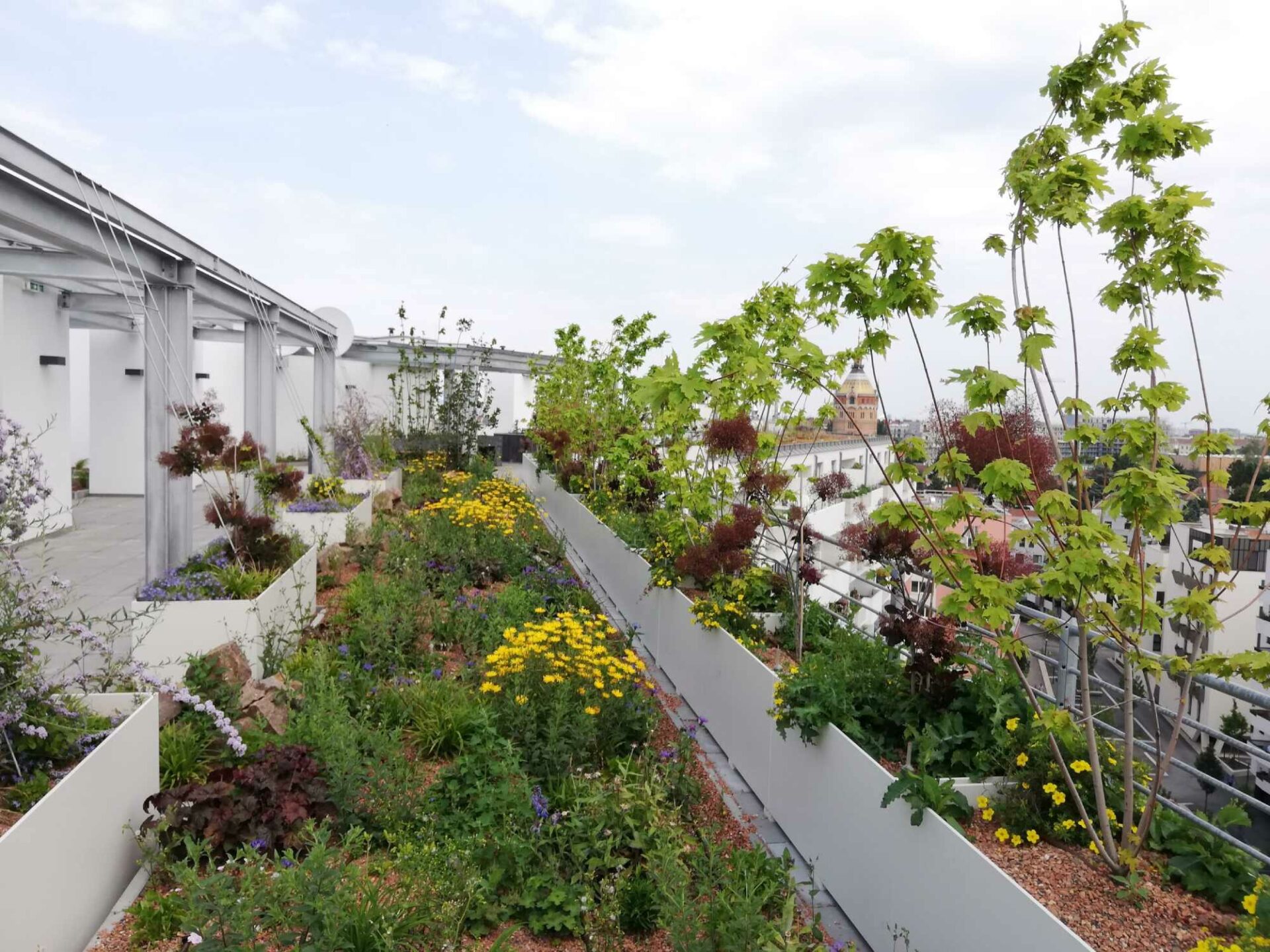 Der blühende Dachgarten auf dem Dach des WienSüd-Gebäudes der Biotop City.