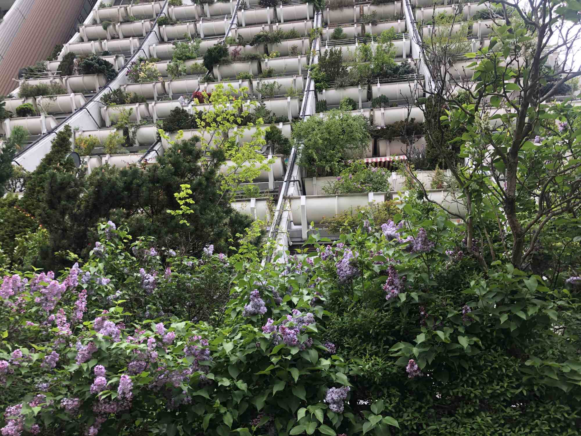 Le temps des lilas